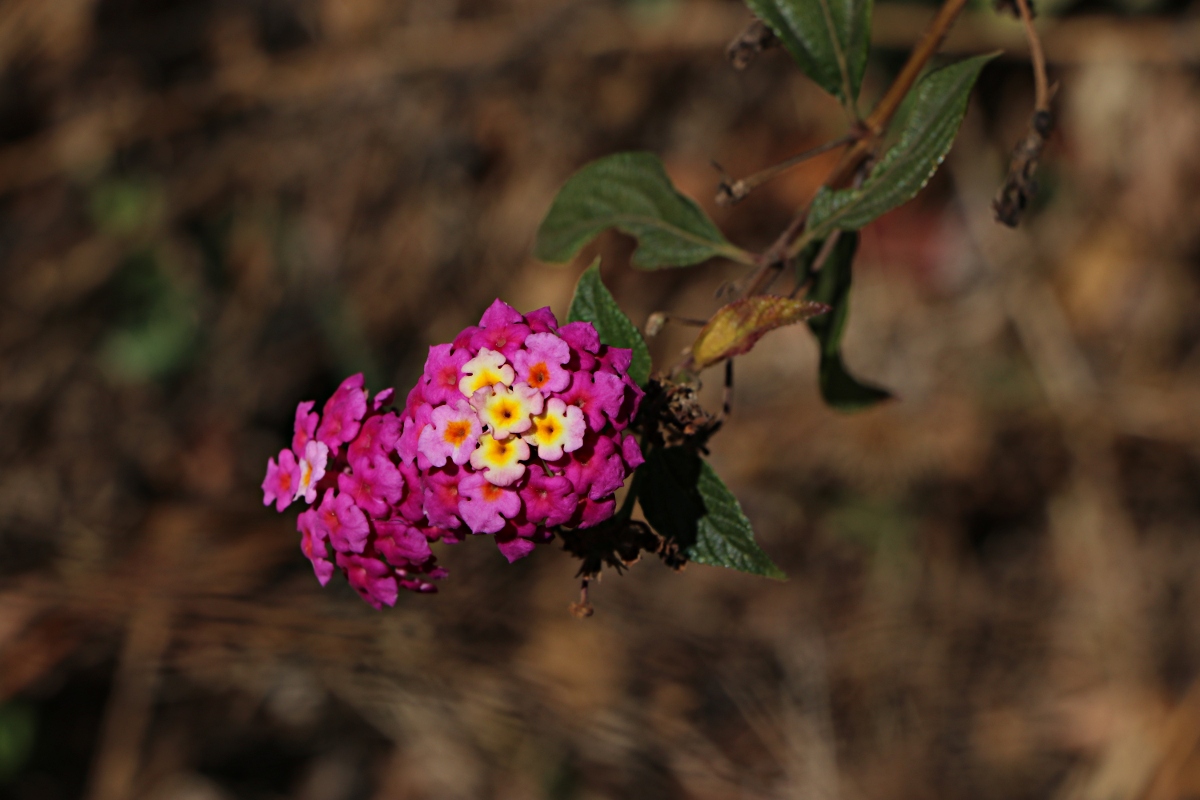 Lantana camara Lantana camara