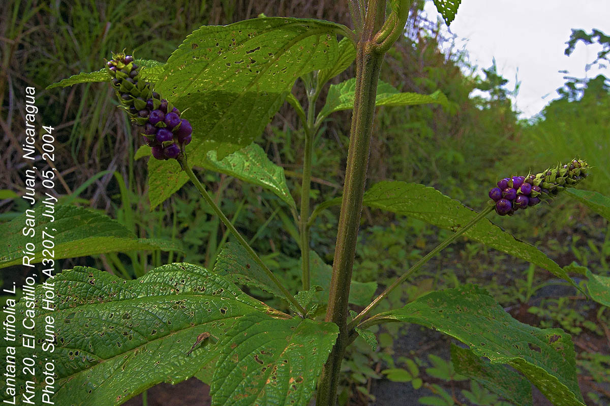 Lantana trifolia Lantana trifolia