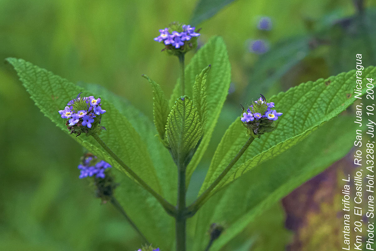 Lantana trifolia Lantana trifolia