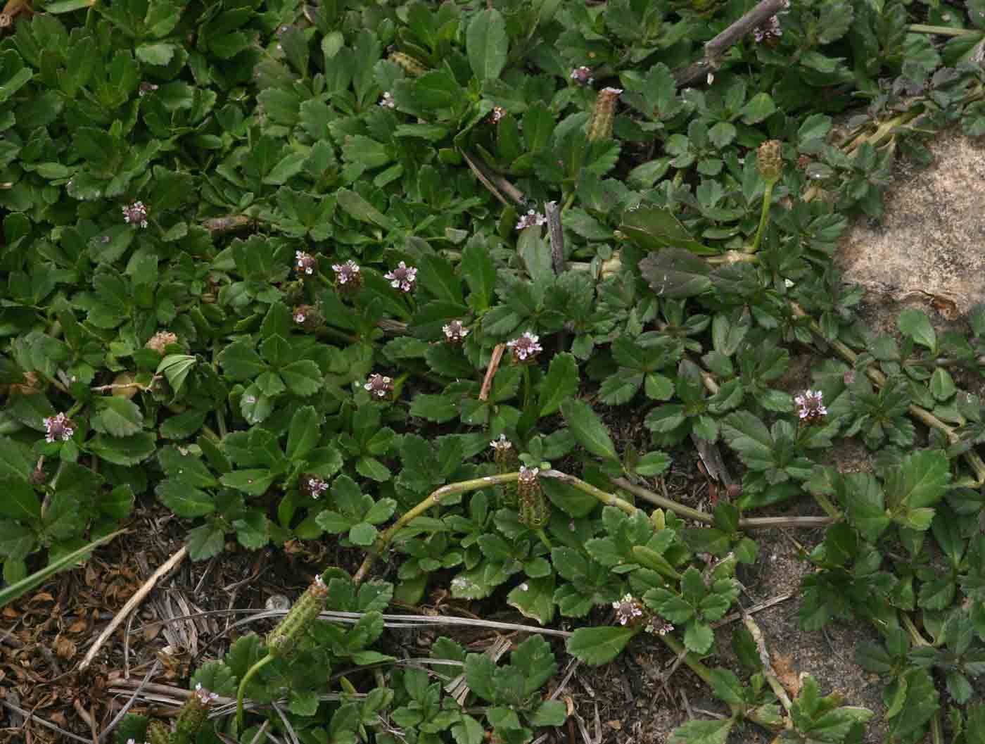 Phyla nodiflora var. nodiflora Phyla nodiflora var. nodiflora