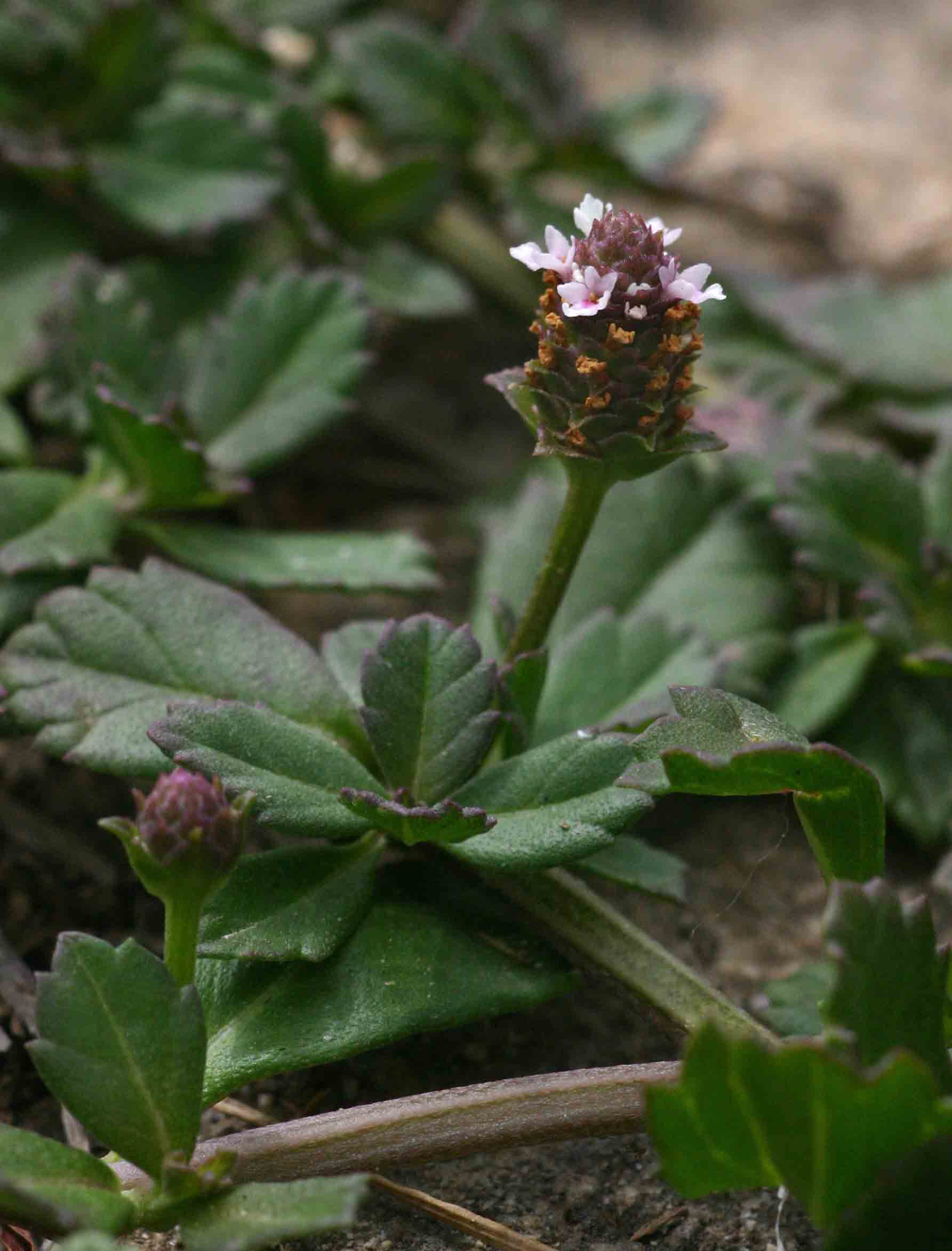 Phyla nodiflora var. nodiflora Phyla nodiflora var. nodiflora
