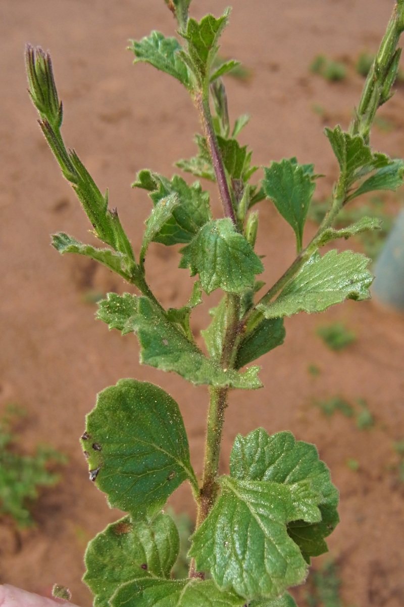 Chascanum hederaceum var. hederaceum Chascanum hederaceum var. hederaceum