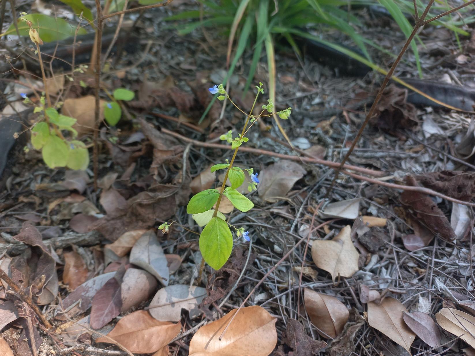 Coleus rhodesianum Coleus rhodesianum