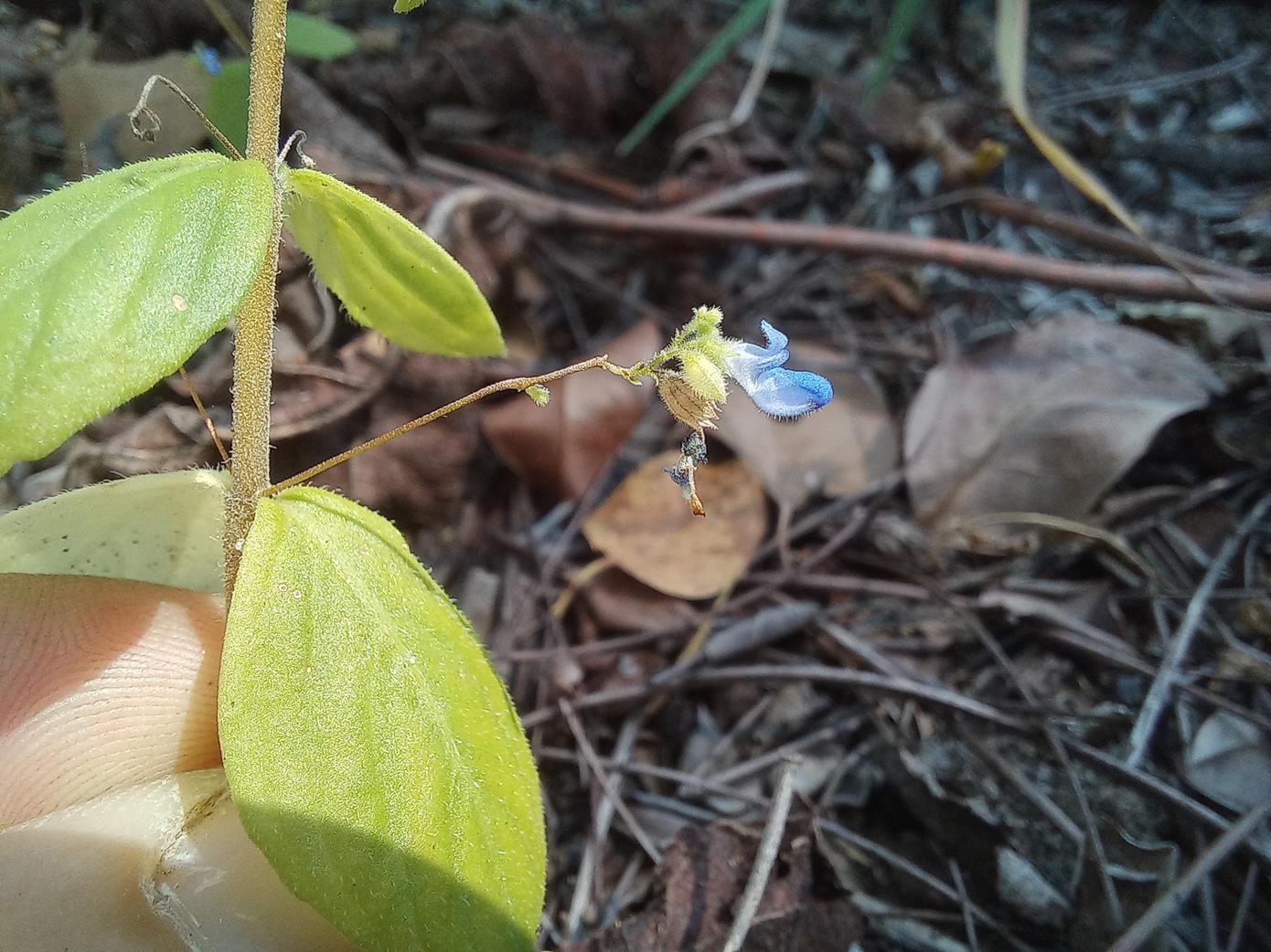 Coleus rhodesianum Coleus rhodesianum