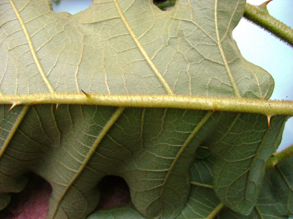 Solanum chrysotrichum Solanum chrysotrichum