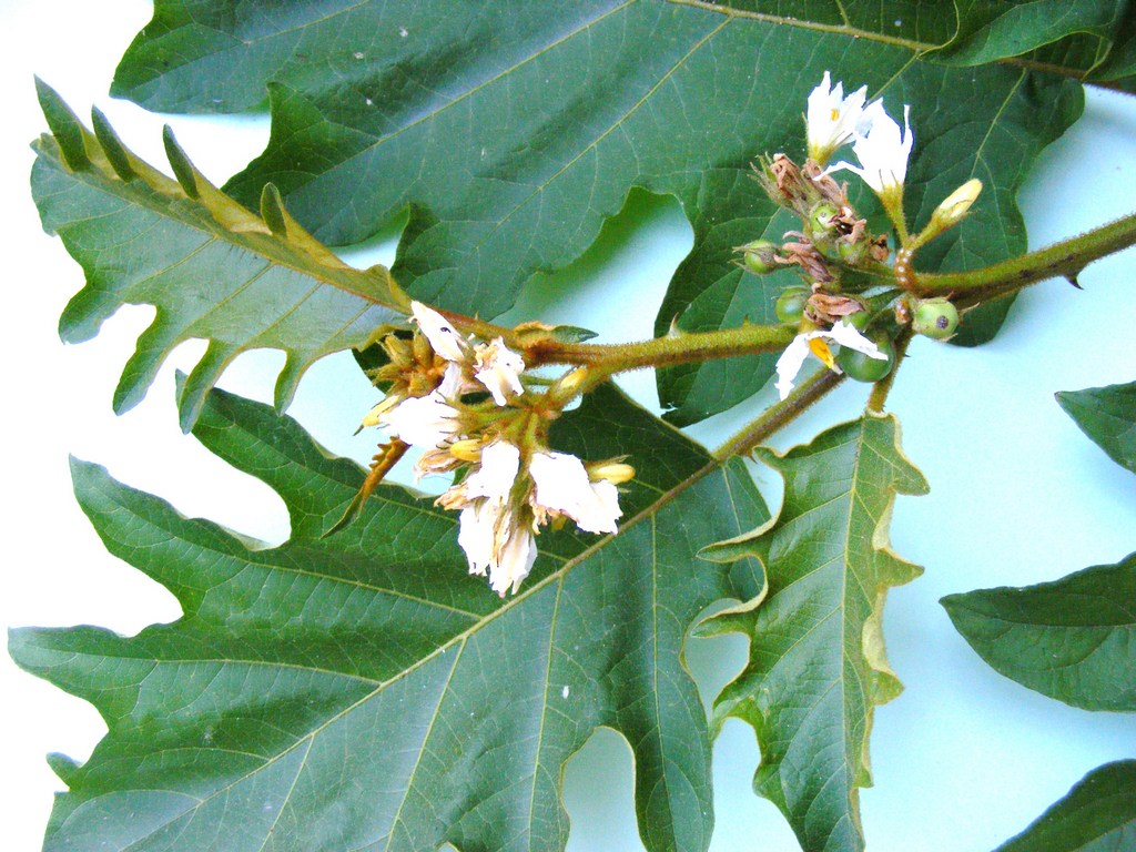 Solanum chrysotrichum Solanum chrysotrichum