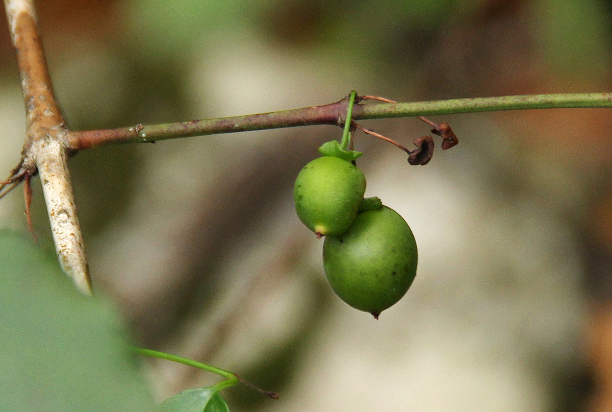 Halleria lucida Halleria lucida