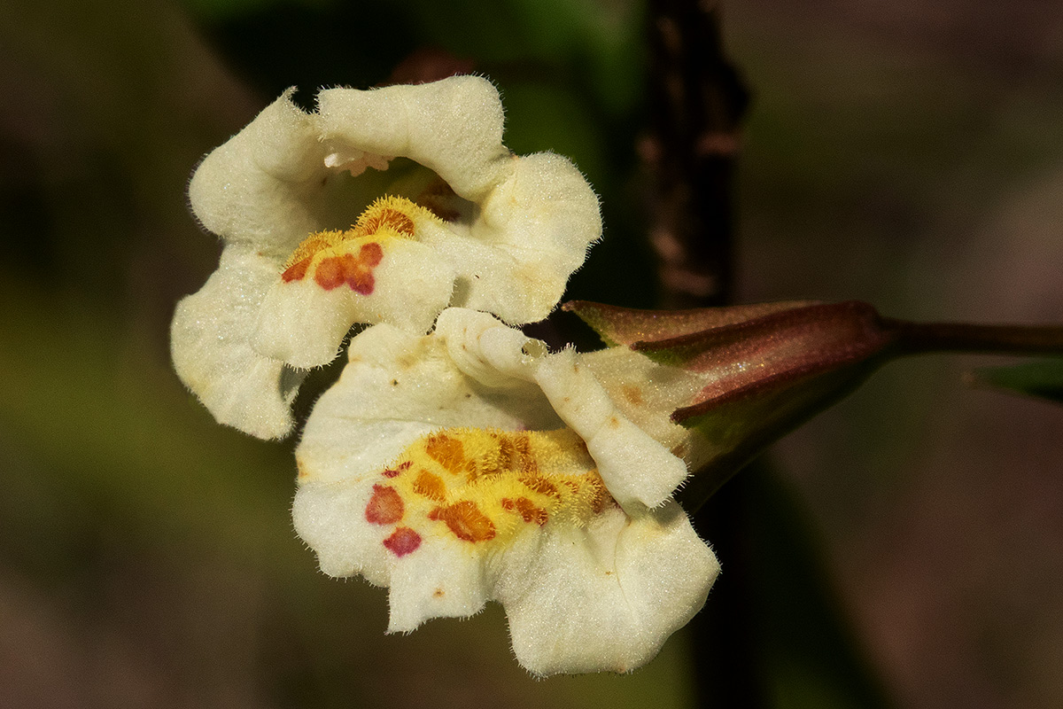 Mimulus gracilis