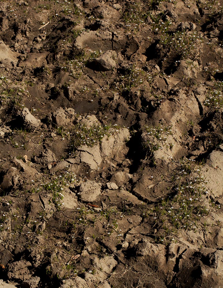 Limosella australis Limosella australis