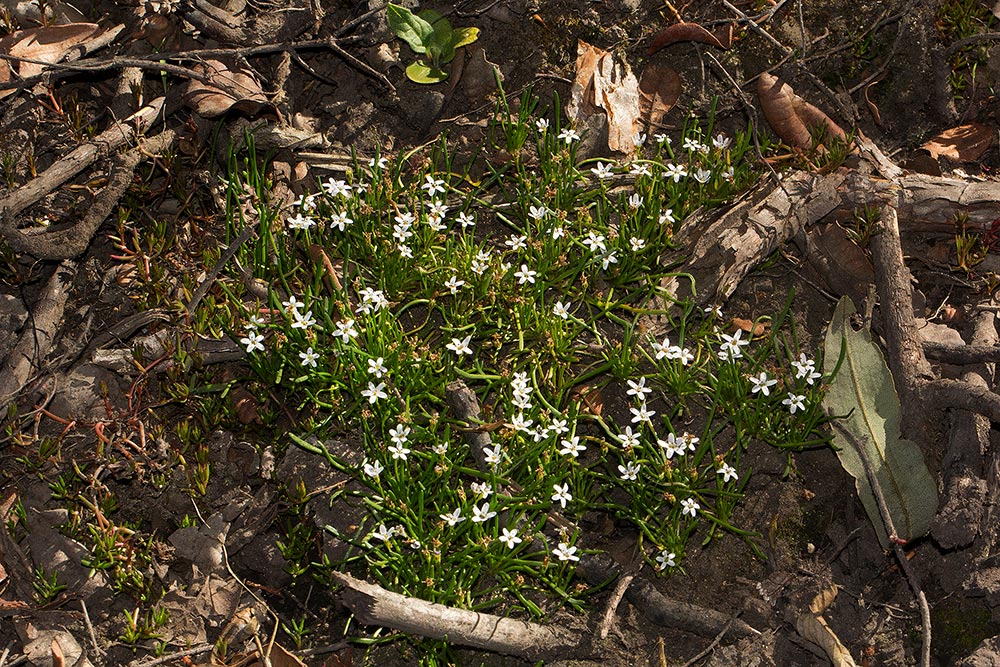 Limosella australis Limosella australis