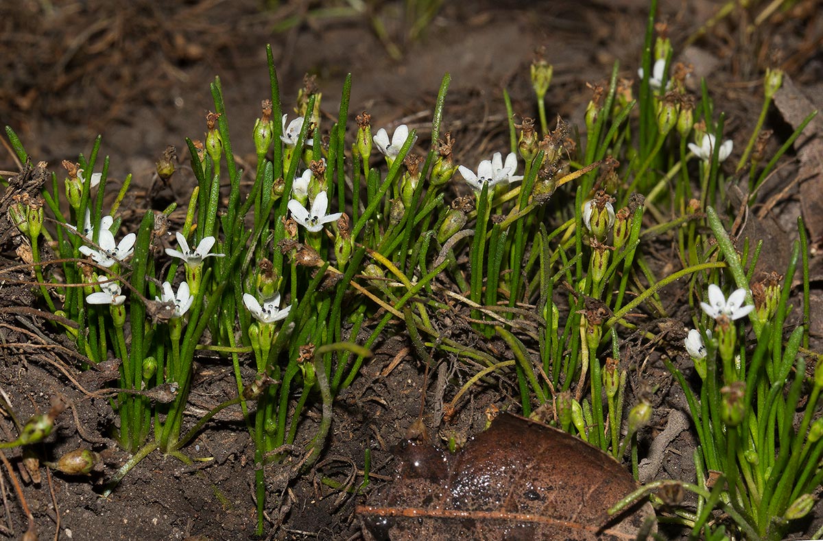 Limosella australis Limosella australis