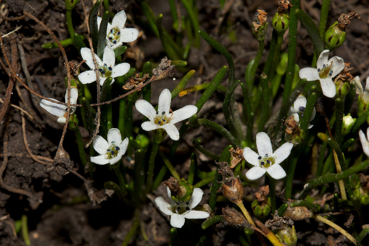 Limosella australis Limosella australis
