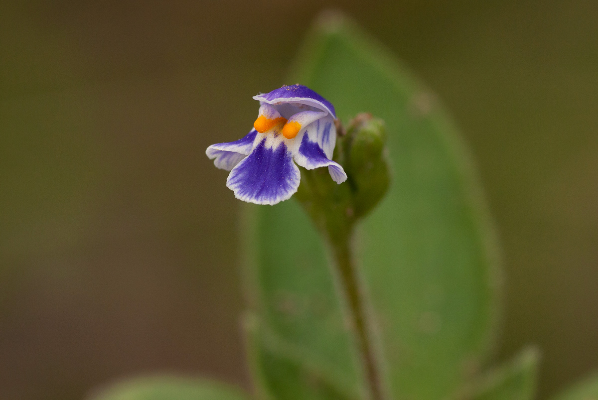 Craterostigma plantagineum Craterostigma plantagineum
