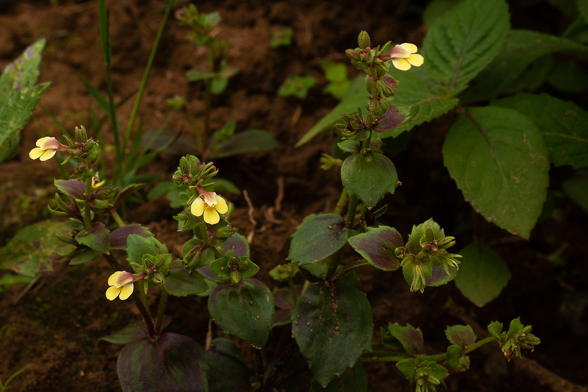 Crepidorhopalon rupestris Crepidorhopalon rupestris