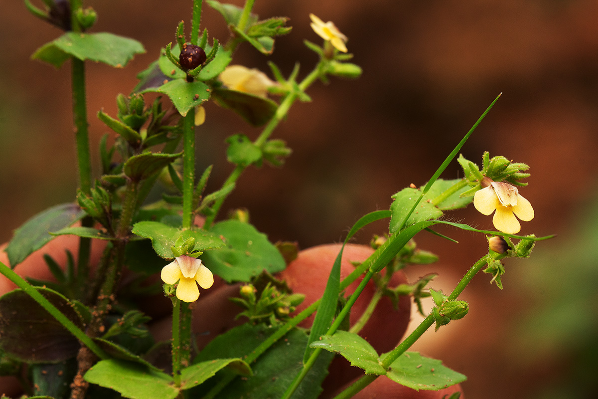 Crepidorhopalon rupestris Crepidorhopalon rupestris