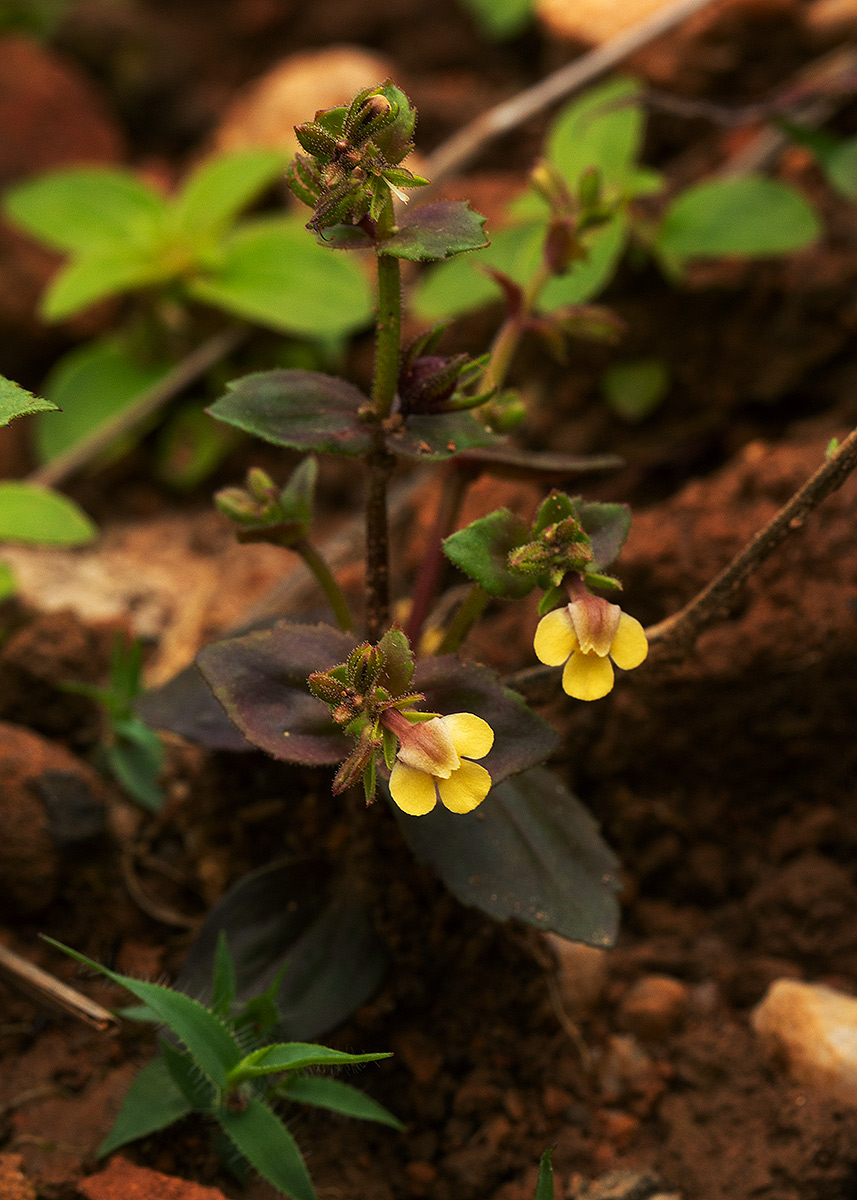 Crepidorhopalon rupestris Crepidorhopalon rupestris