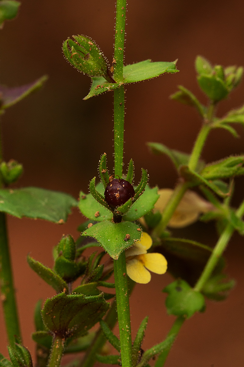 Crepidorhopalon rupestris Crepidorhopalon rupestris