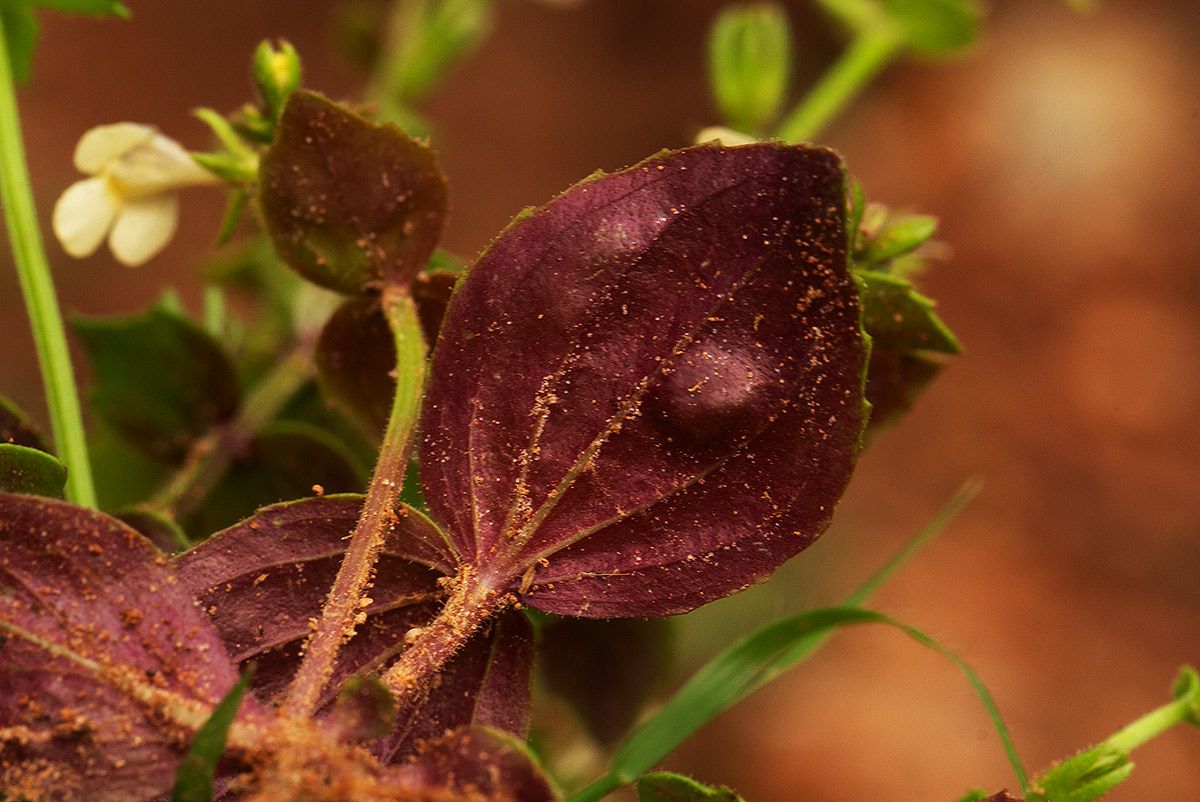 Crepidorhopalon rupestris Crepidorhopalon rupestris