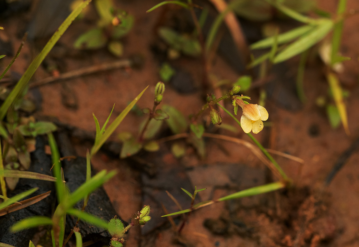 Crepidorhopalon rupestris Crepidorhopalon rupestris