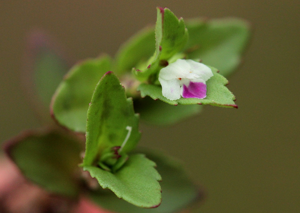 Linderniella nana Linderniella nana