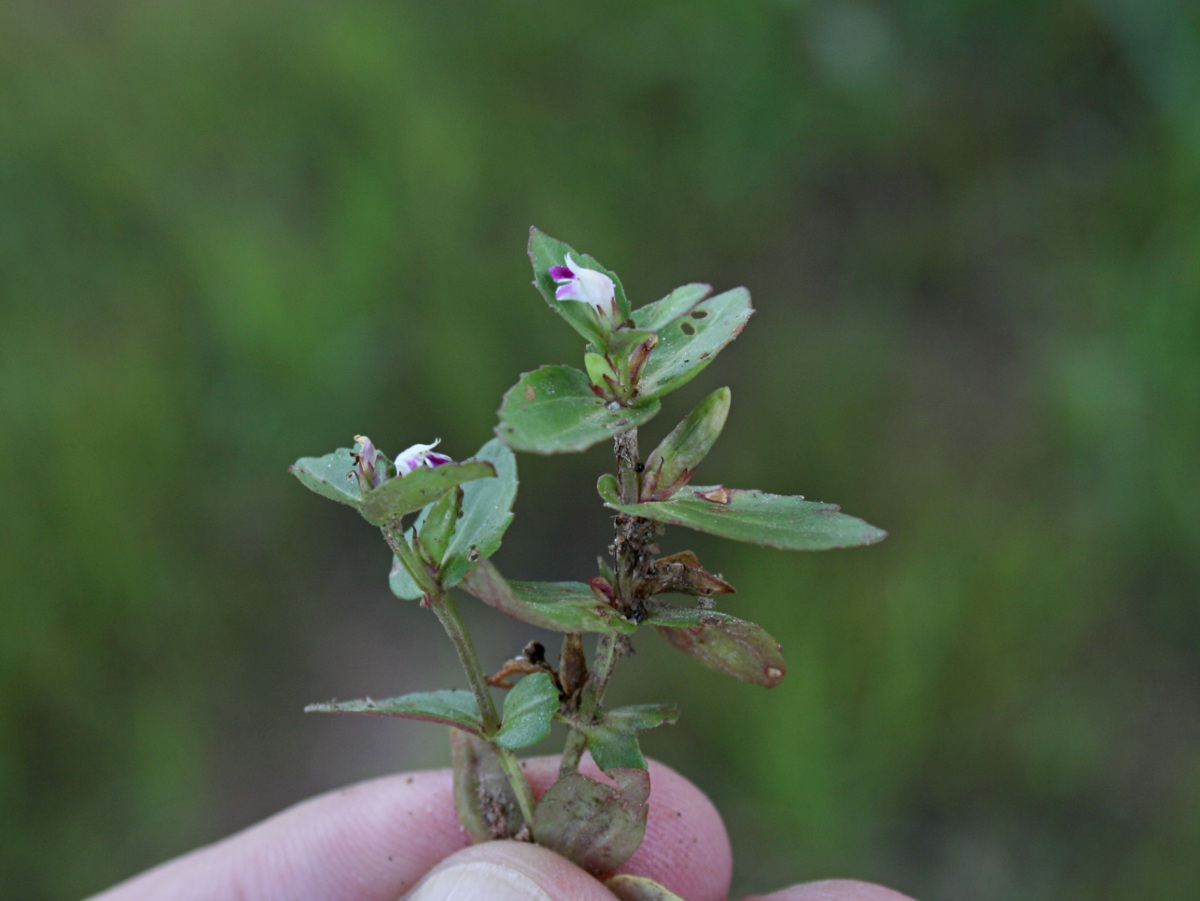 Linderniella nana Linderniella nana