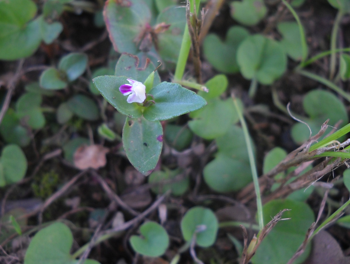 Linderniella nana Linderniella nana