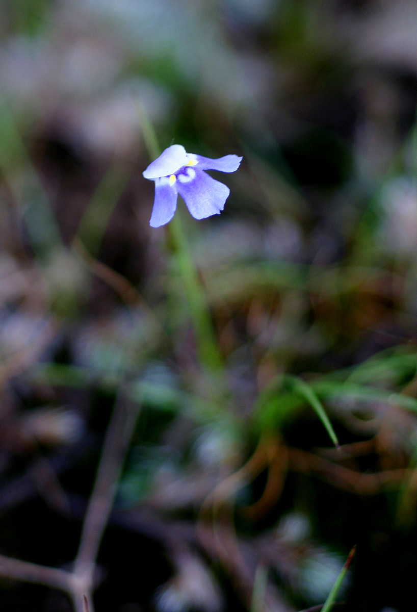Linderniella wilmsii Linderniella wilmsii