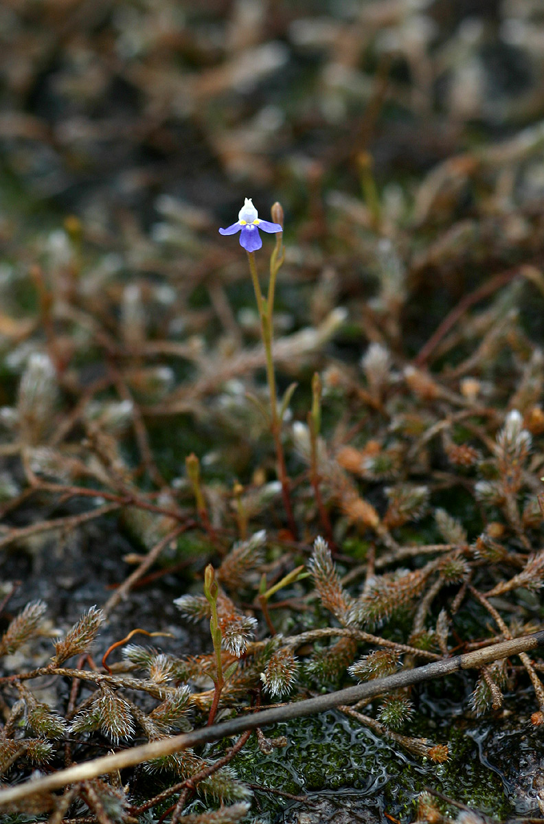 Linderniella wilmsii Linderniella wilmsii