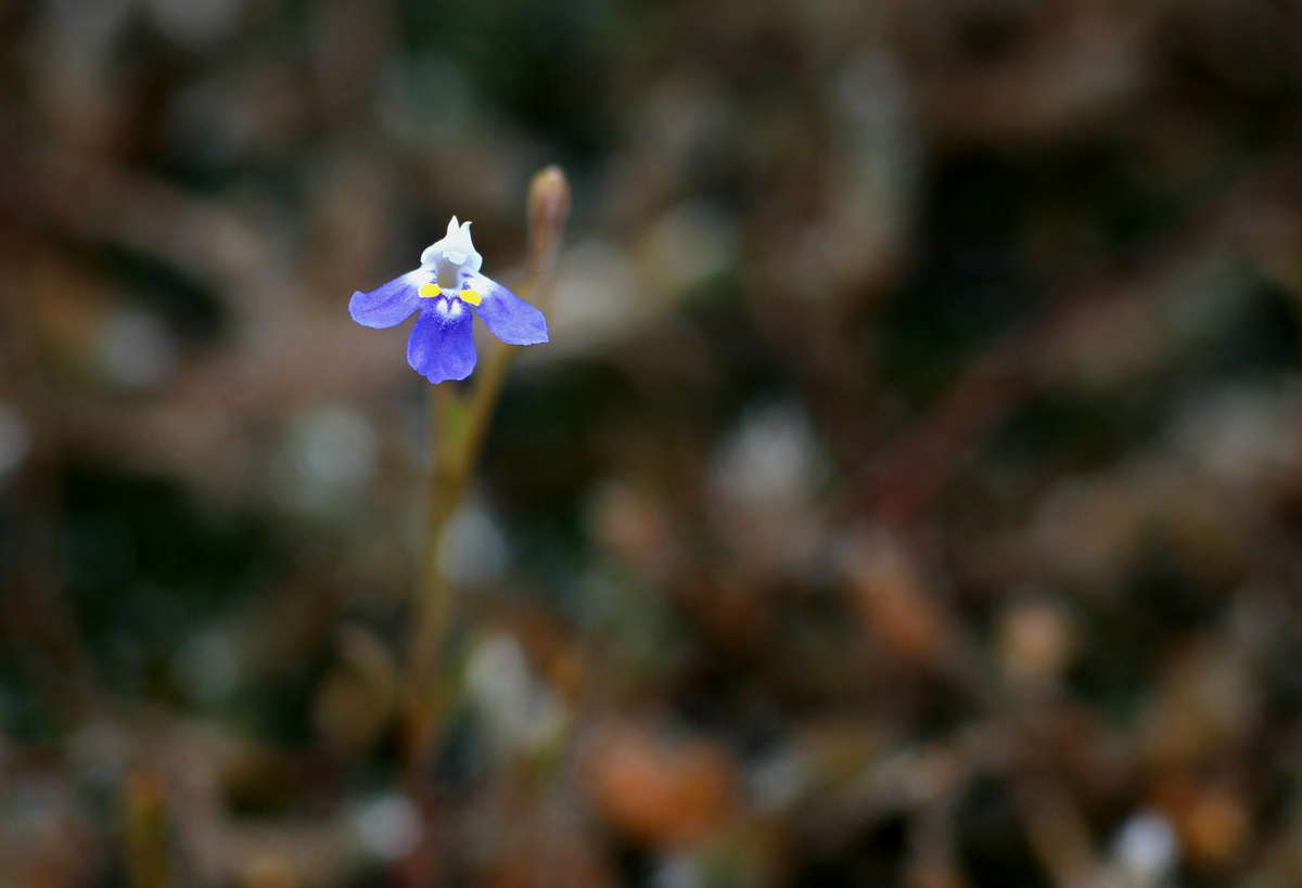 Linderniella wilmsii Linderniella wilmsii