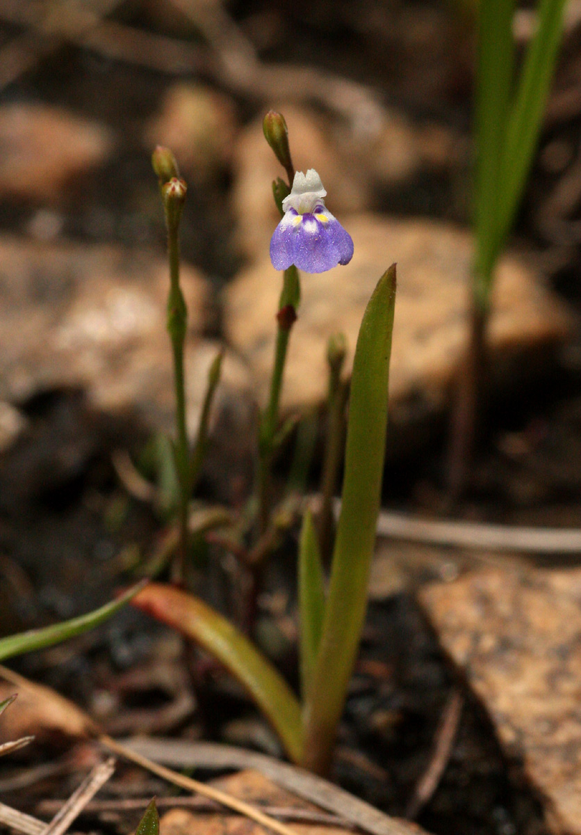 Linderniella wilmsii Linderniella wilmsii
