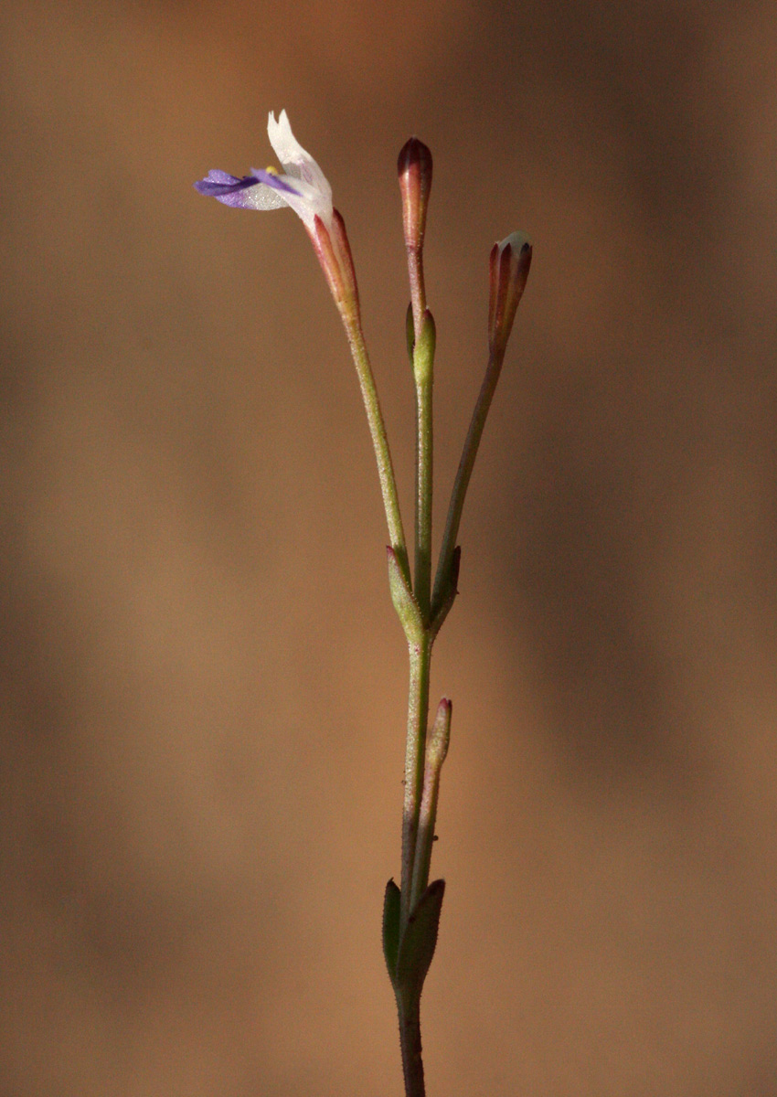 Linderniella wilmsii Linderniella wilmsii