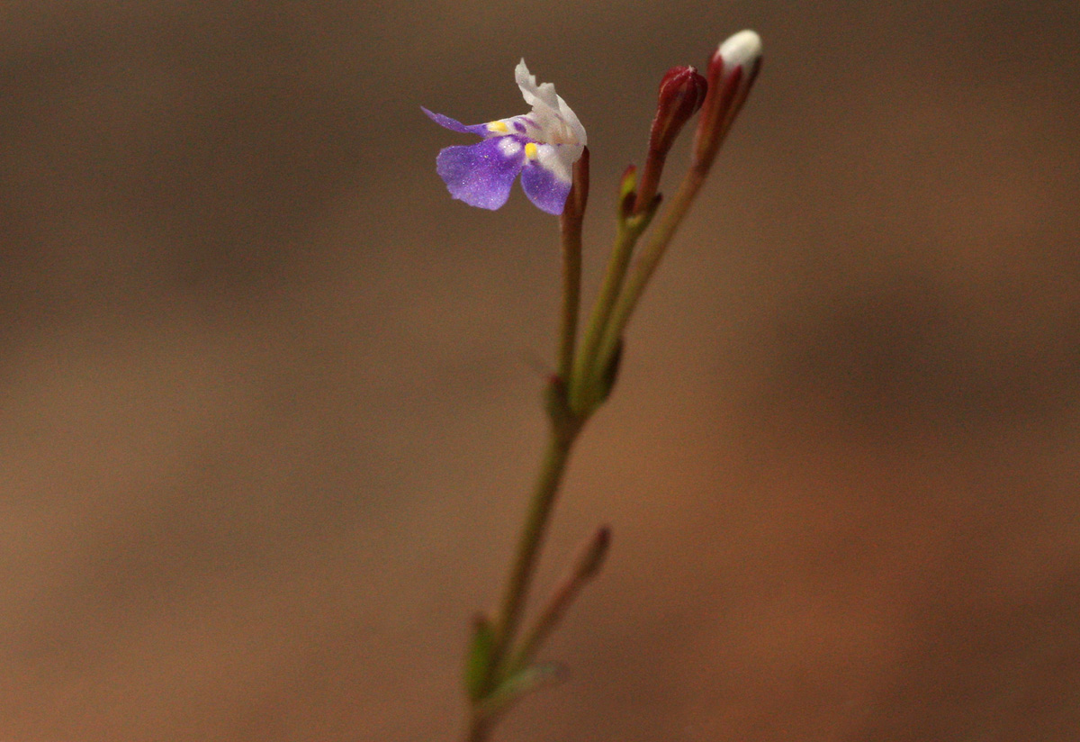 Linderniella wilmsii Linderniella wilmsii