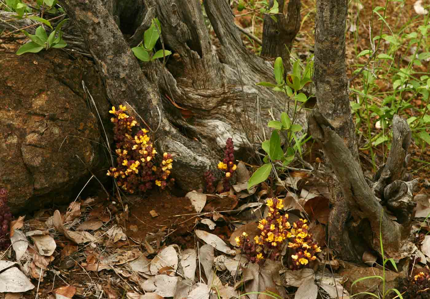 Alectra orobanchoides Alectra orobanchoides