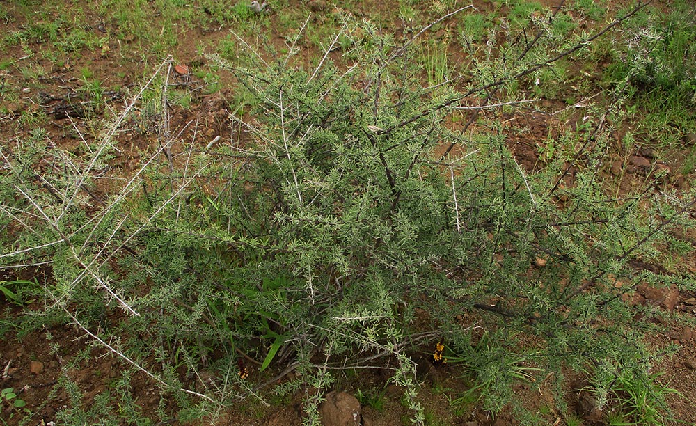 Alectra orobanchoides Alectra orobanchoides