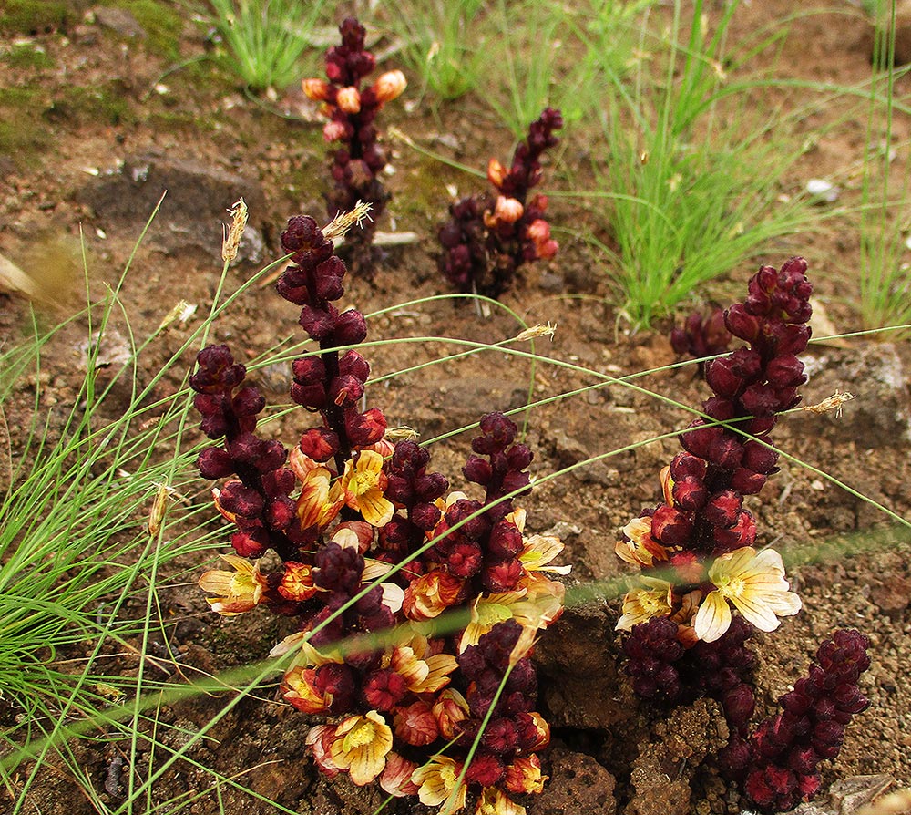 Alectra orobanchoides Alectra orobanchoides