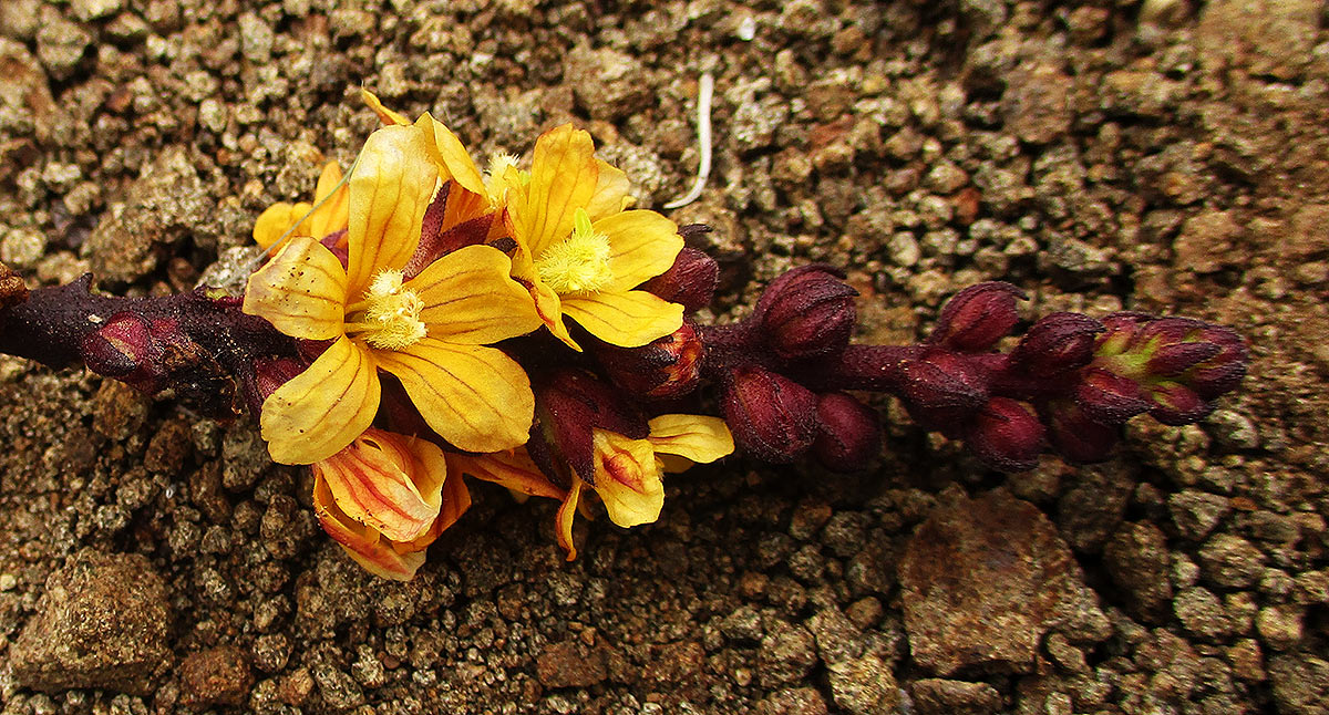 Alectra orobanchoides Alectra orobanchoides