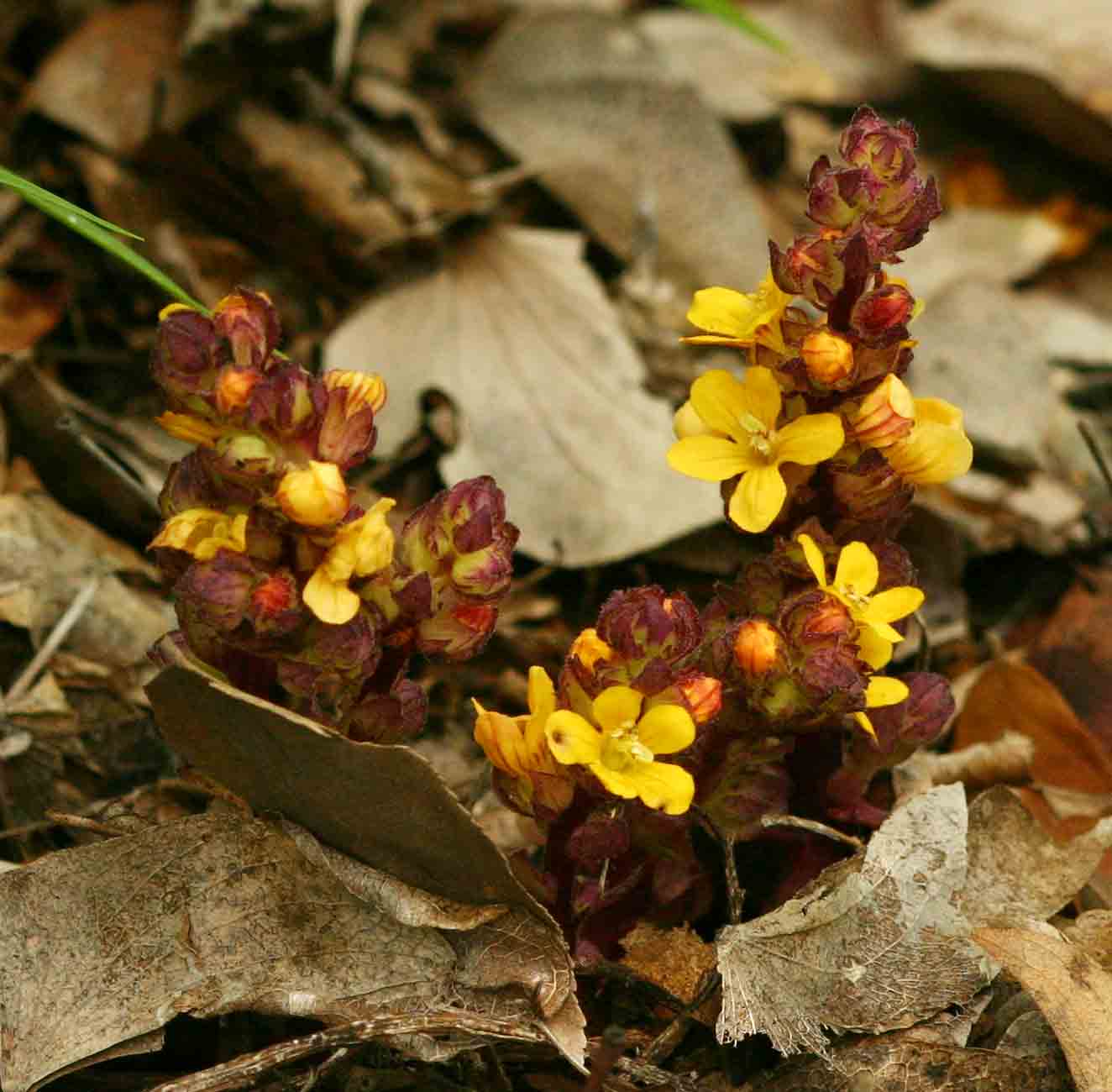 Alectra orobanchoides Alectra orobanchoides