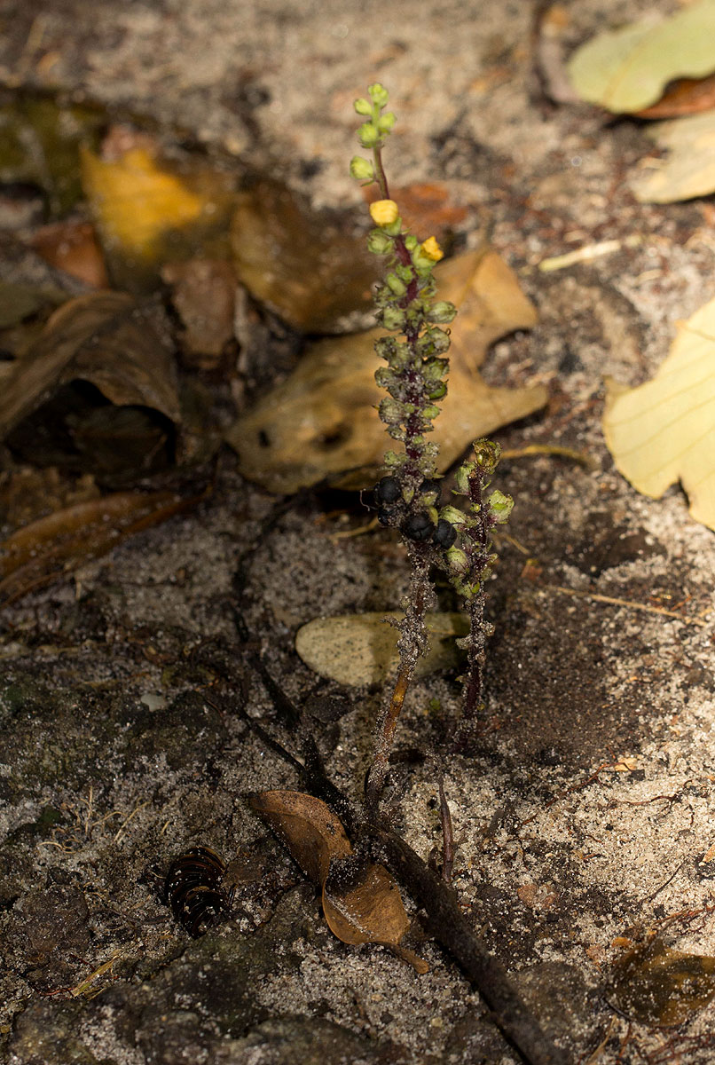 Alectra orobanchoides Alectra orobanchoides