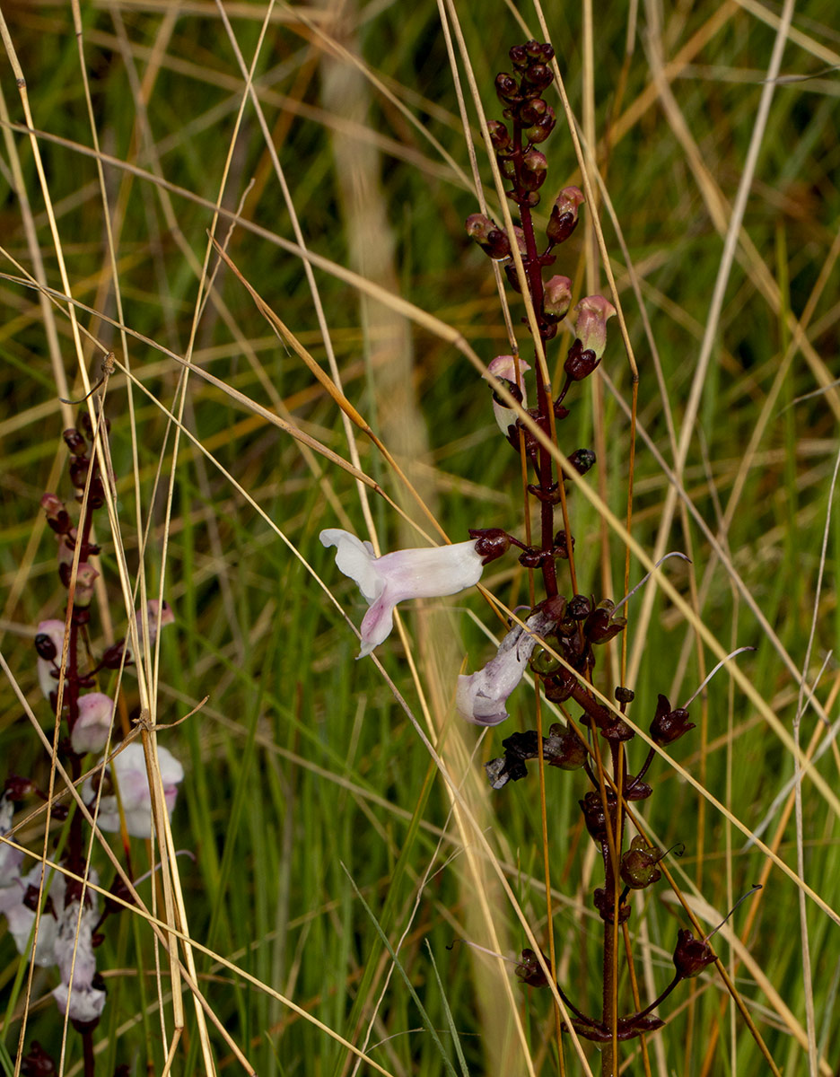 Gerardiina angolensis Gerardiina angolensis