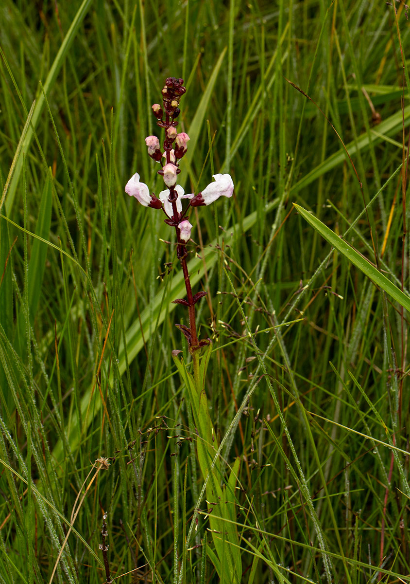 Gerardiina angolensis Gerardiina angolensis