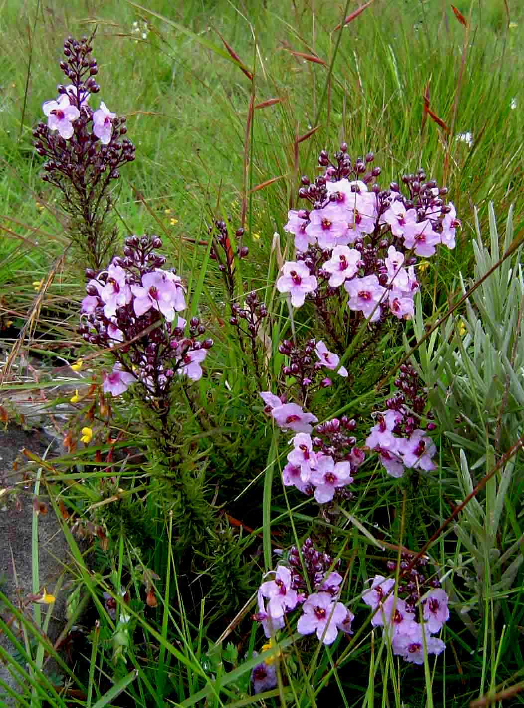 Sopubia mannii var. mannii Sopubia mannii var. mannii