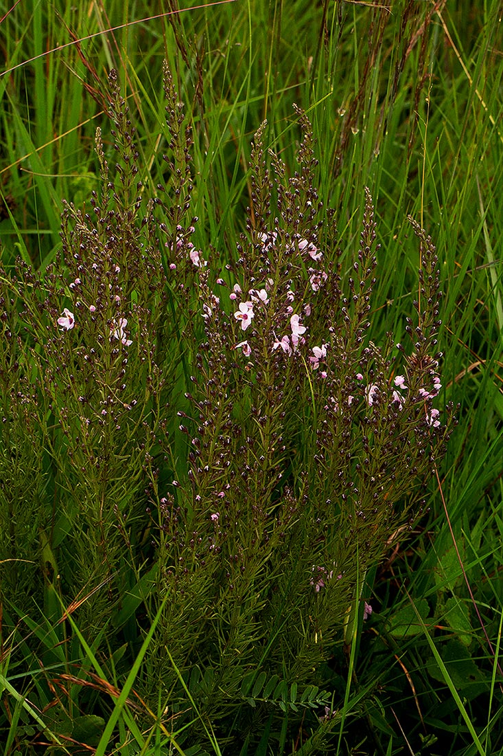 Sopubia mannii var. mannii Sopubia mannii var. mannii