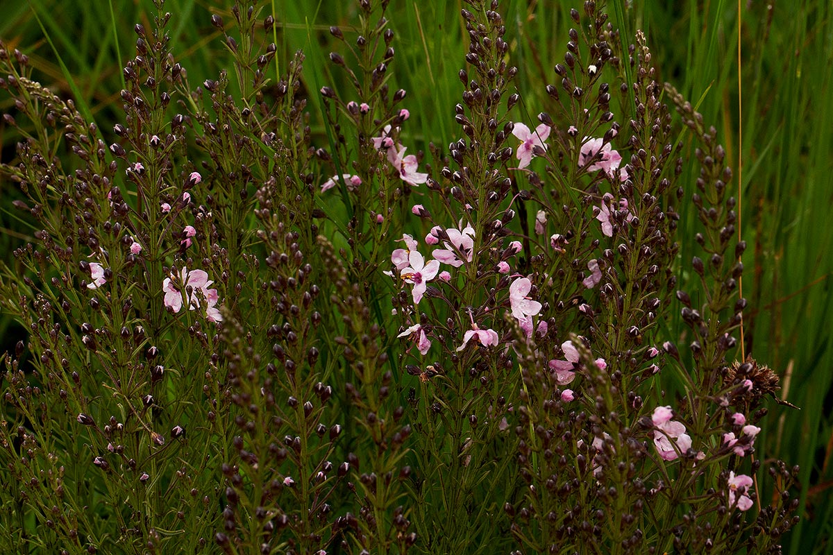 Sopubia mannii var. mannii Sopubia mannii var. mannii