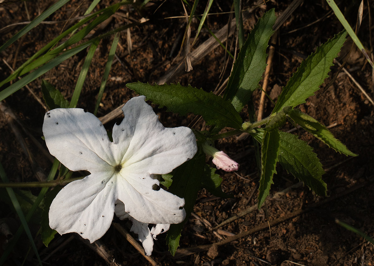 Cycnium adonense subsp. adonense Cycnium adonense subsp. adonense