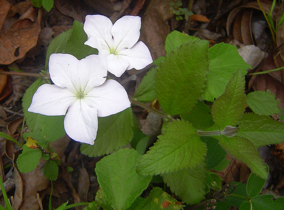 Cycnium adonense subsp. adonense Cycnium adonense subsp. adonense