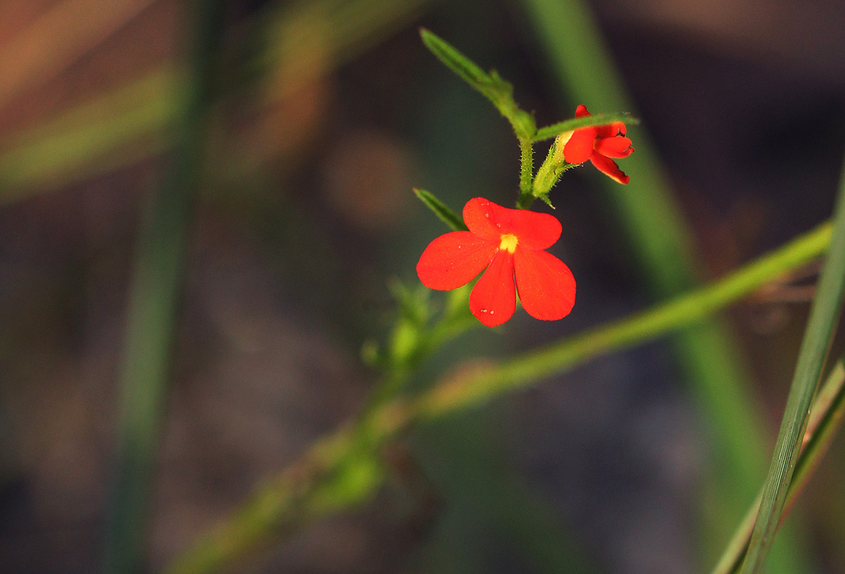 Striga asiatica Striga asiatica