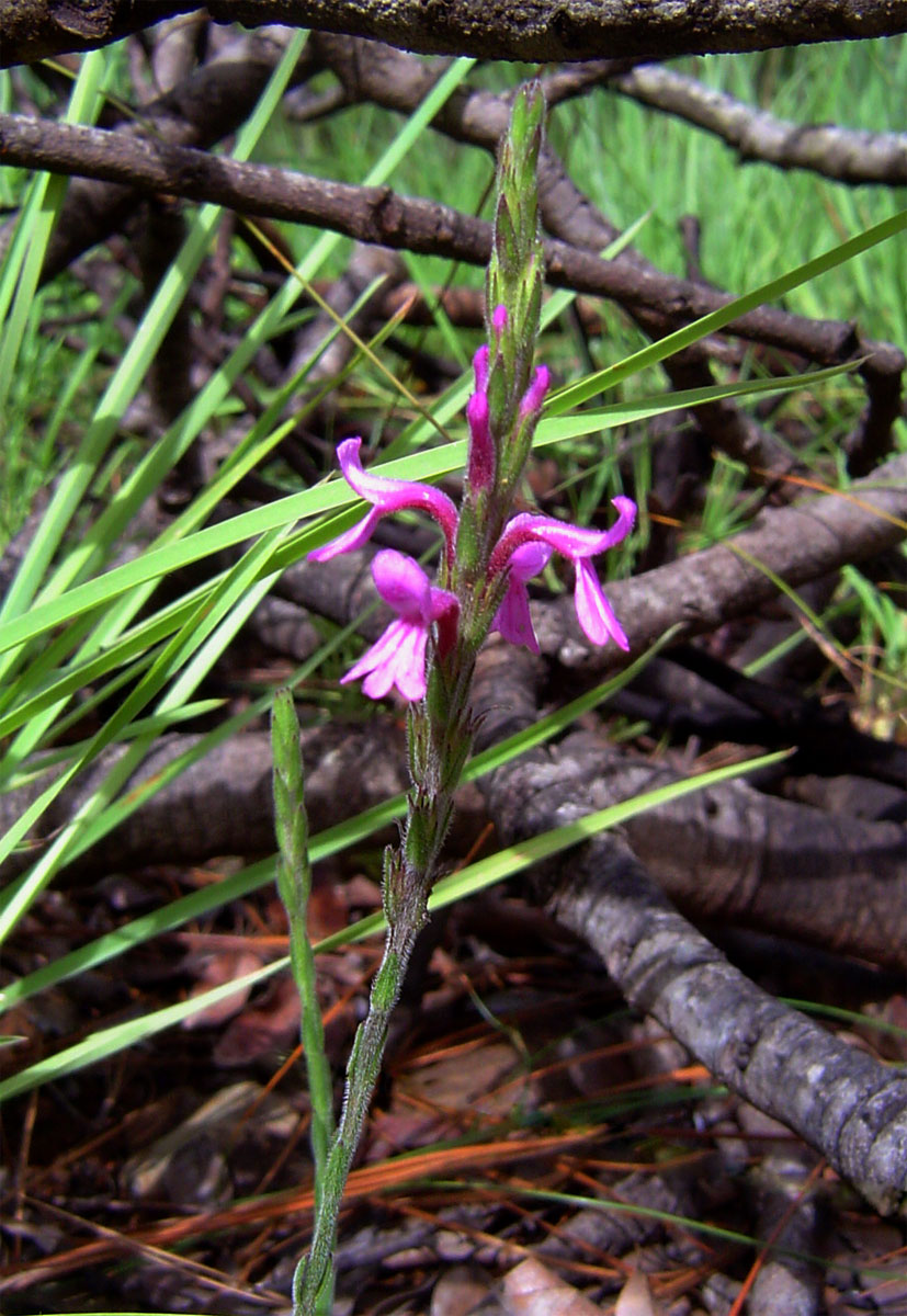 Striga bilabiata subsp. bilabiata Striga bilabiata subsp. bilabiata