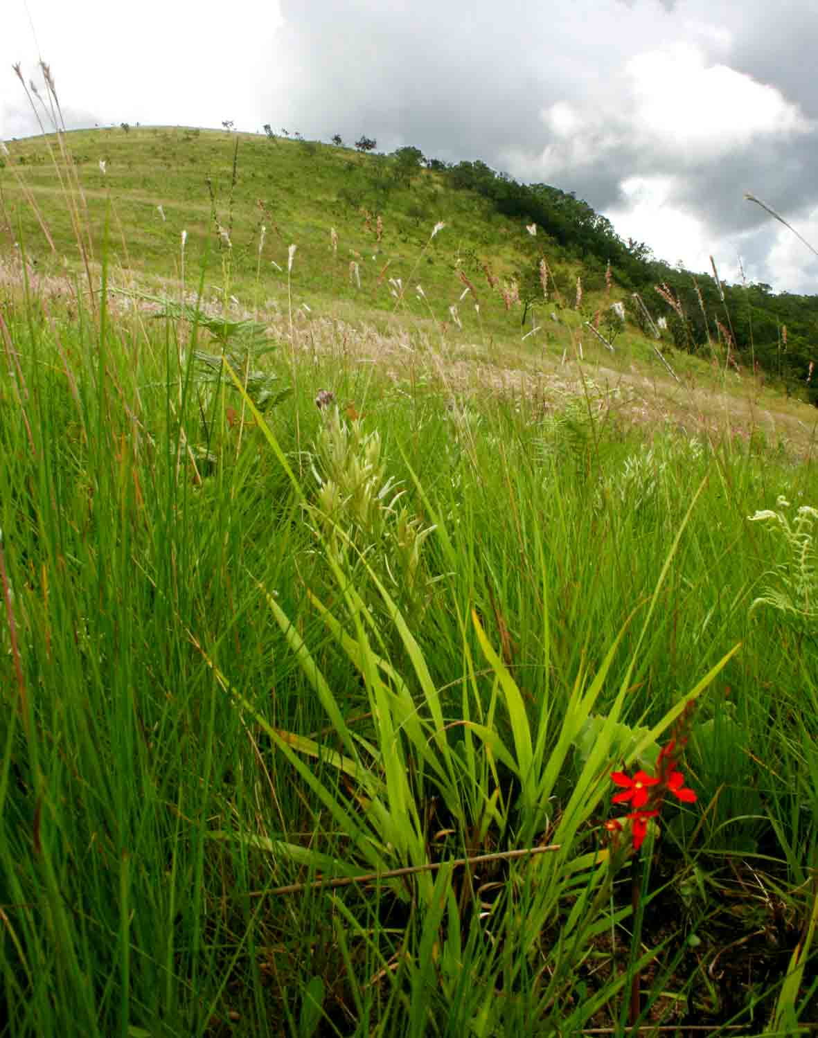 Striga elegans Striga elegans