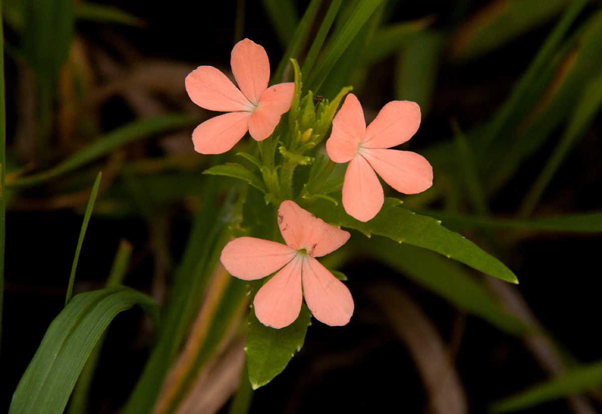 Striga forbesii Striga forbesii