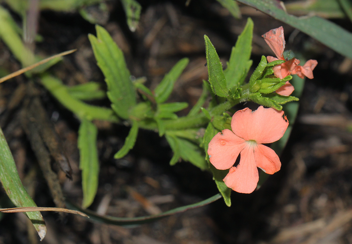 Striga forbesii Striga forbesii
